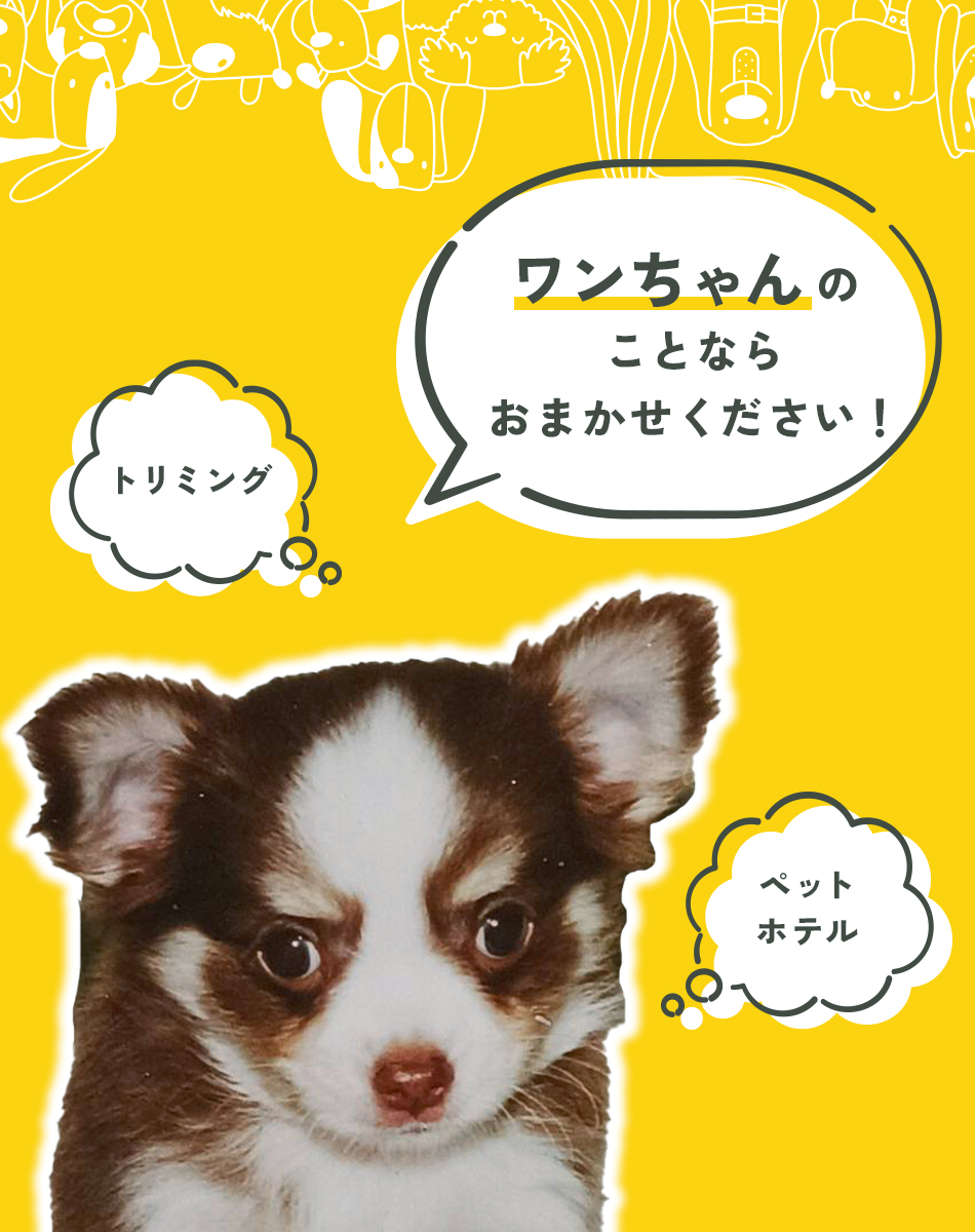 岩国市｜トリミング｜ペットサロンアイドル｜オゾンラテスパ｜ペットホテル